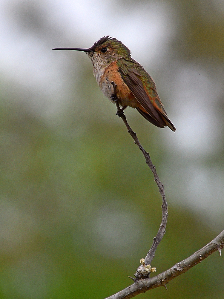 Hummer.jpg