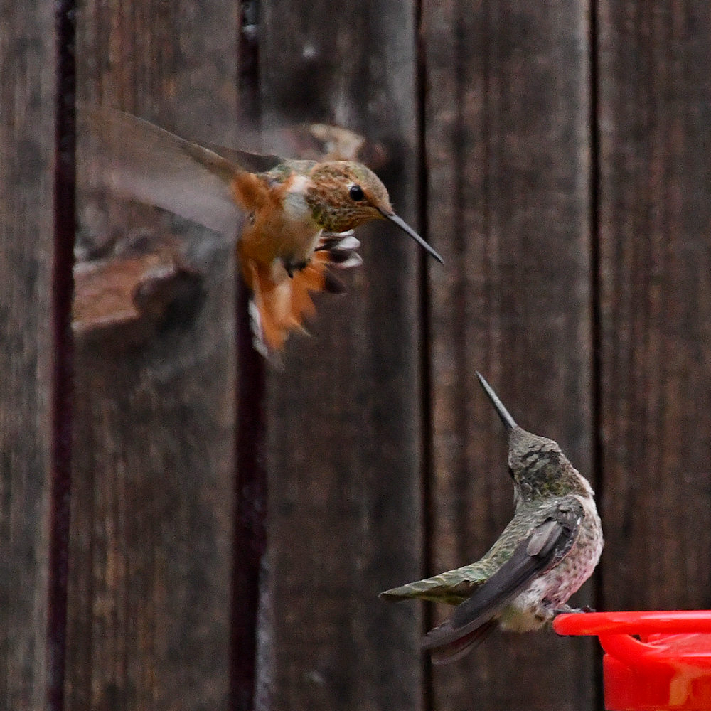 Hummer.jpg