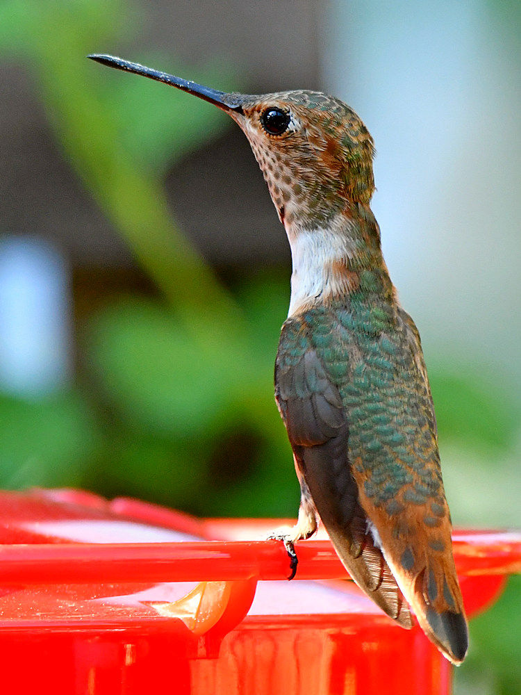 Hummer.jpg
