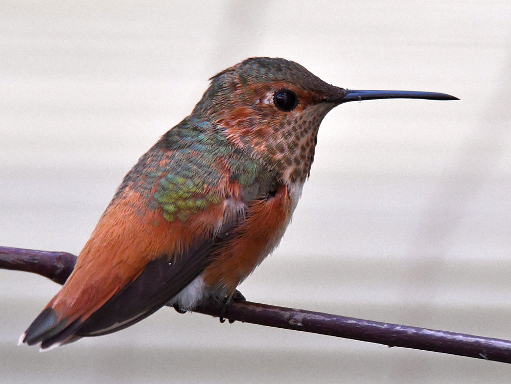 Hummer.jpg