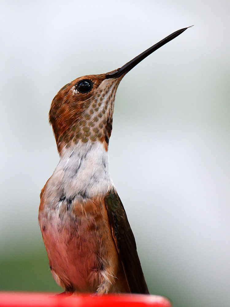 Hummer.jpg