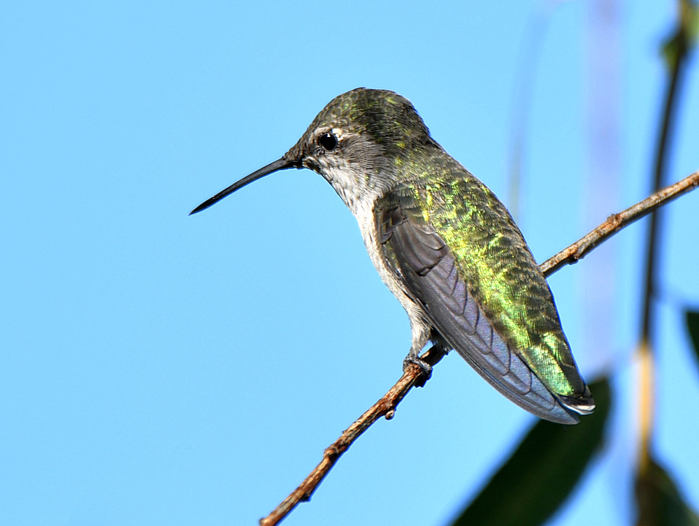 Hummer.jpg