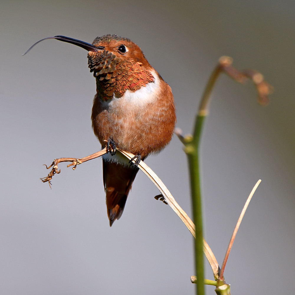 Hummer.jpg