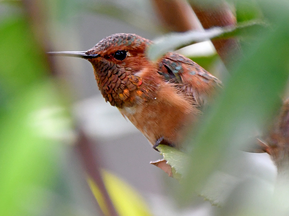 Hummer.jpg