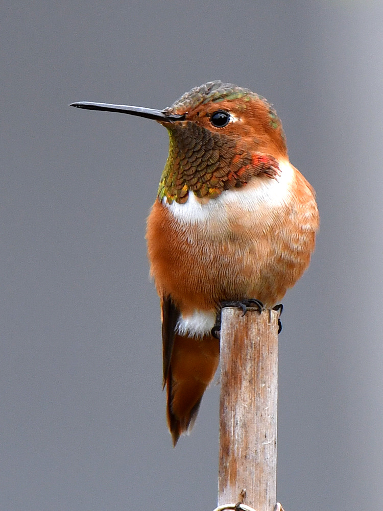 Hummer.jpg