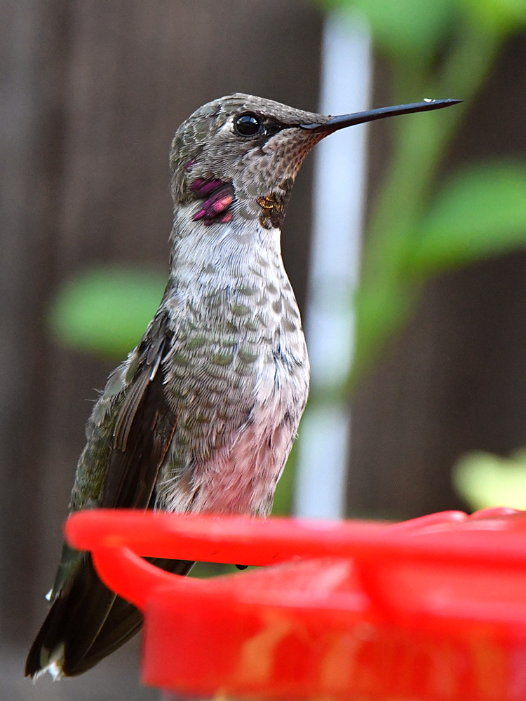 Hummer.jpg