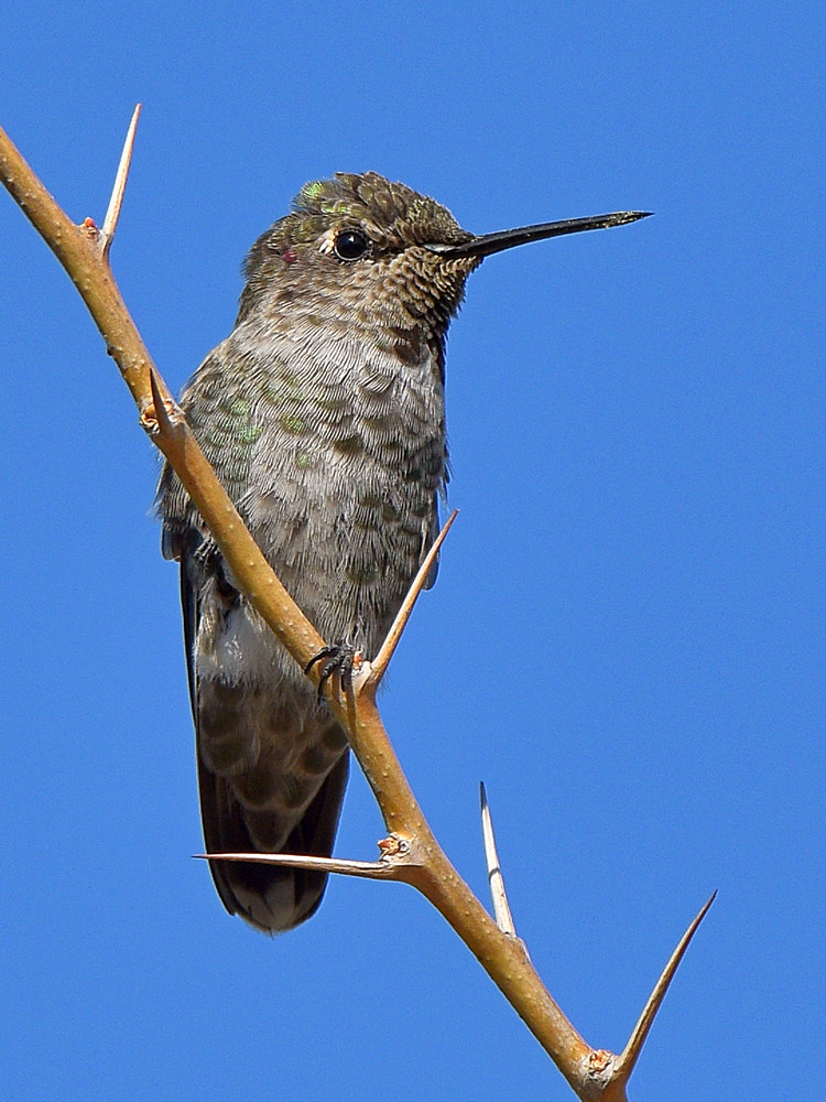 Hummer.jpg