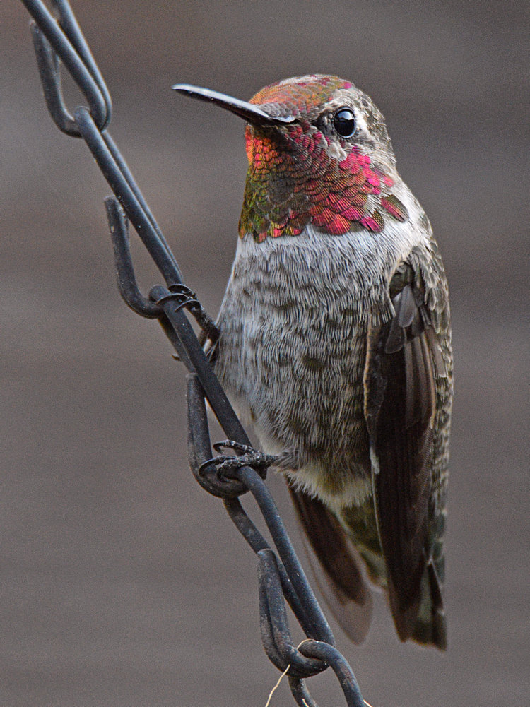 Hummer.jpg