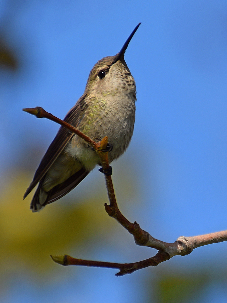 Hummer.jpg