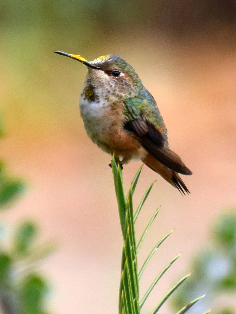 Hummer.jpg