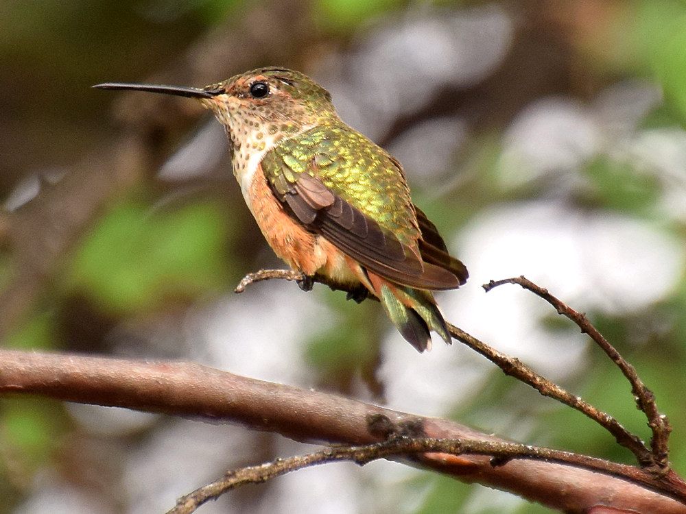 Hummer.jpg