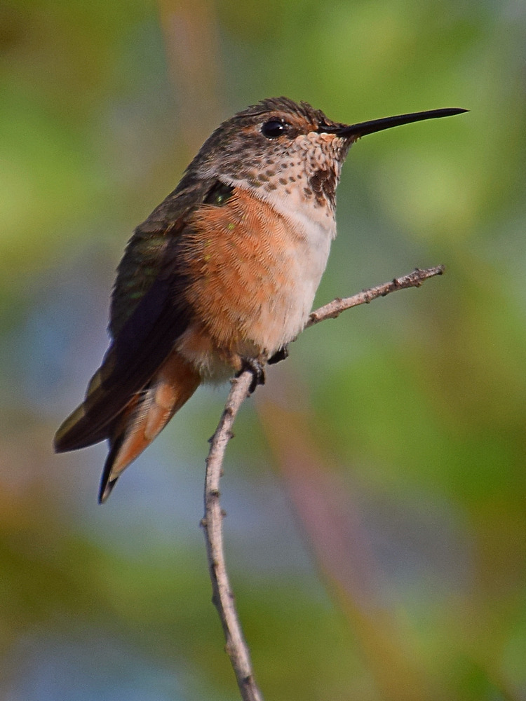 Hummer.jpg