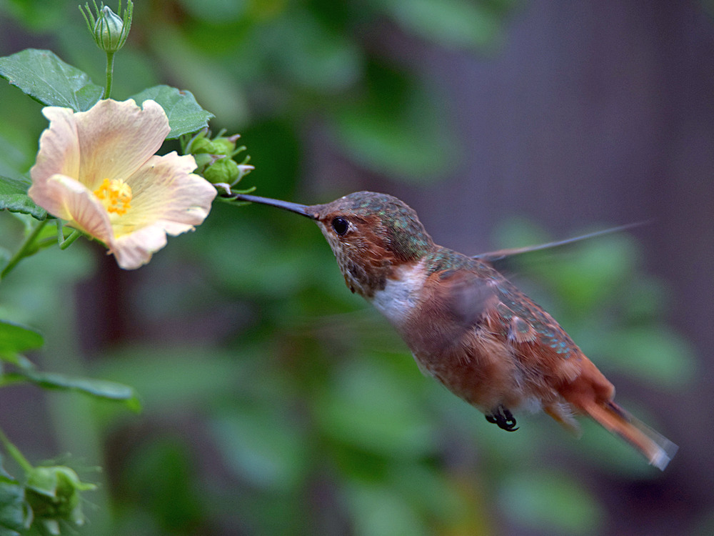 Hummer.jpg