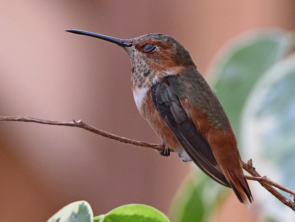 Hummer.jpg
