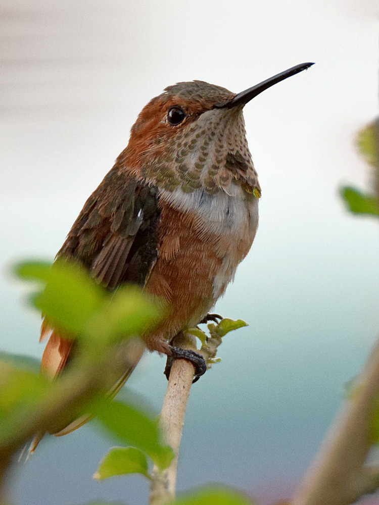 Hummer.jpg