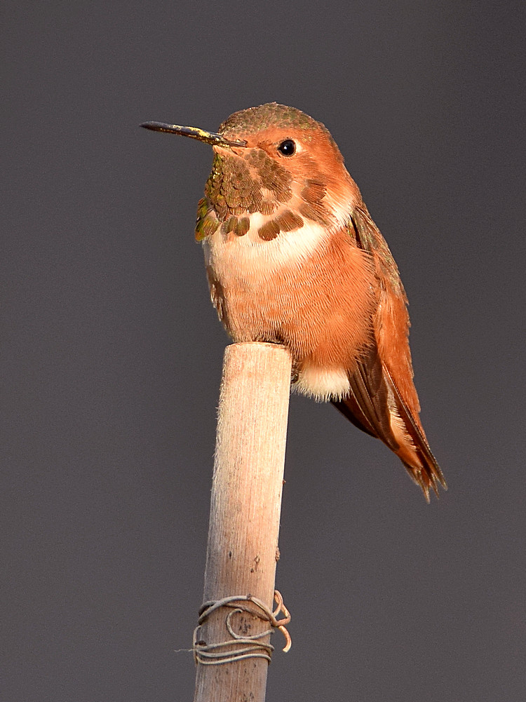 Hummer.jpg