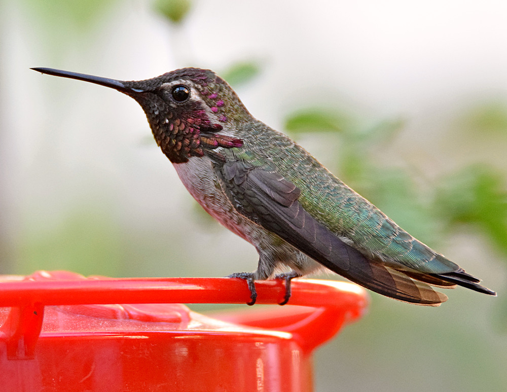 Hummer.jpg