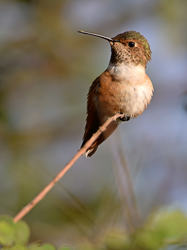 Hummer.jpg
