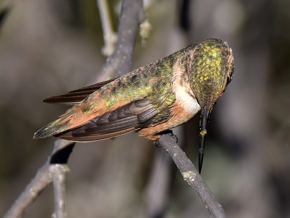 Hummer.jpg