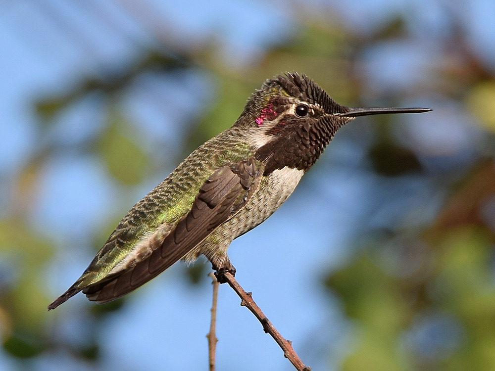 Hummer.jpg
