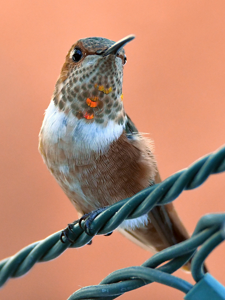 Hummer.jpg