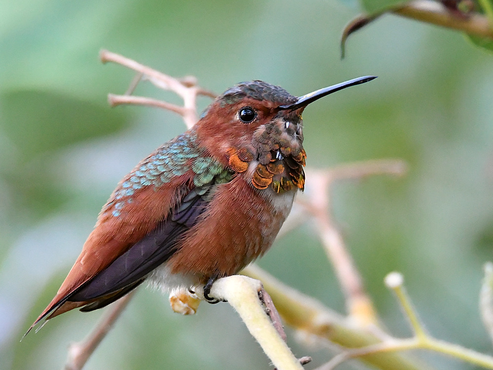 Hummer.jpg