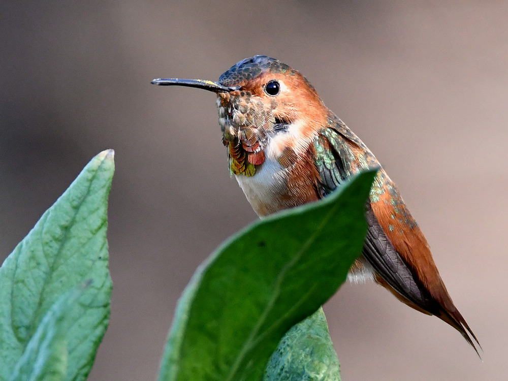 Hummer.jpg