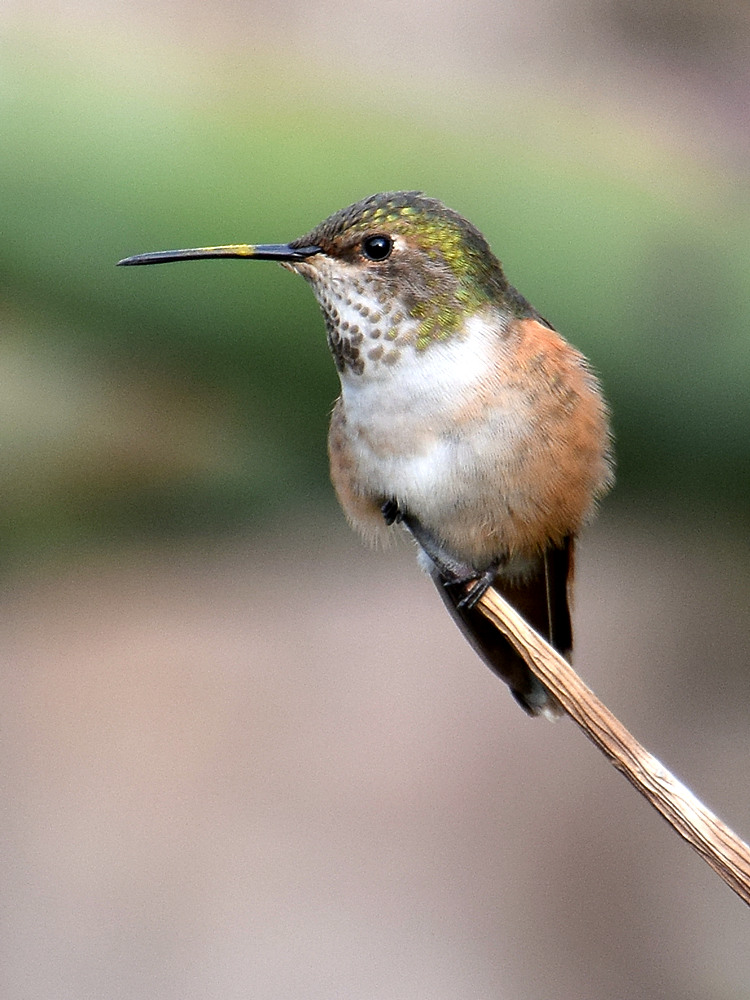 Hummer.jpg