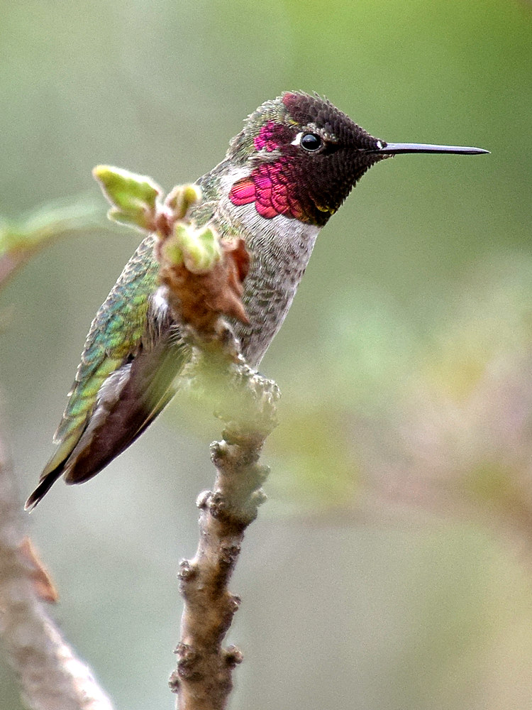 Hummer.jpg