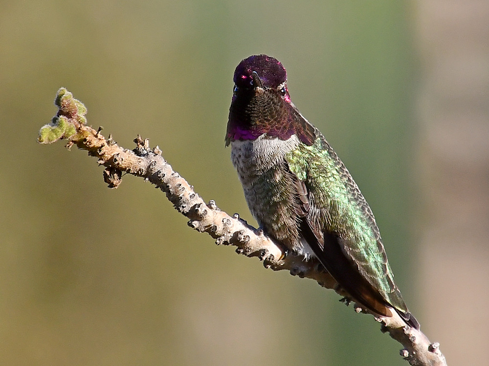 Hummer.jpg