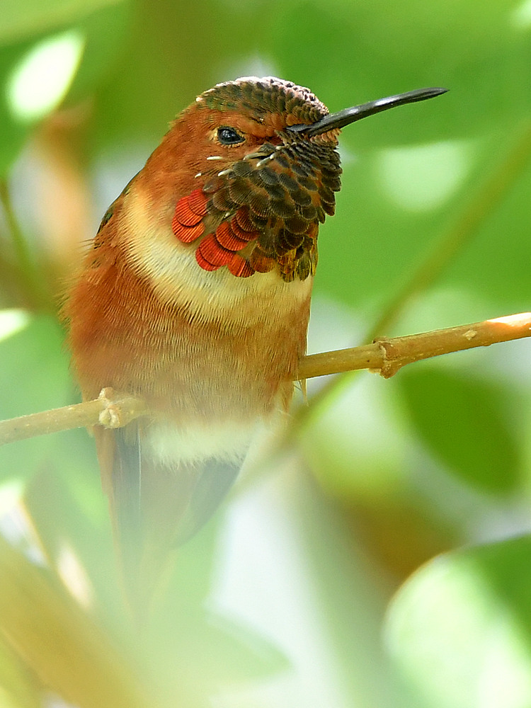 Hummer.jpg
