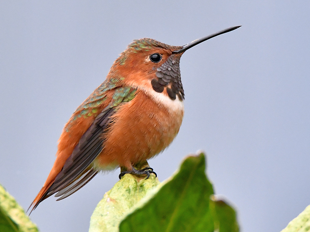 Hummer.jpg