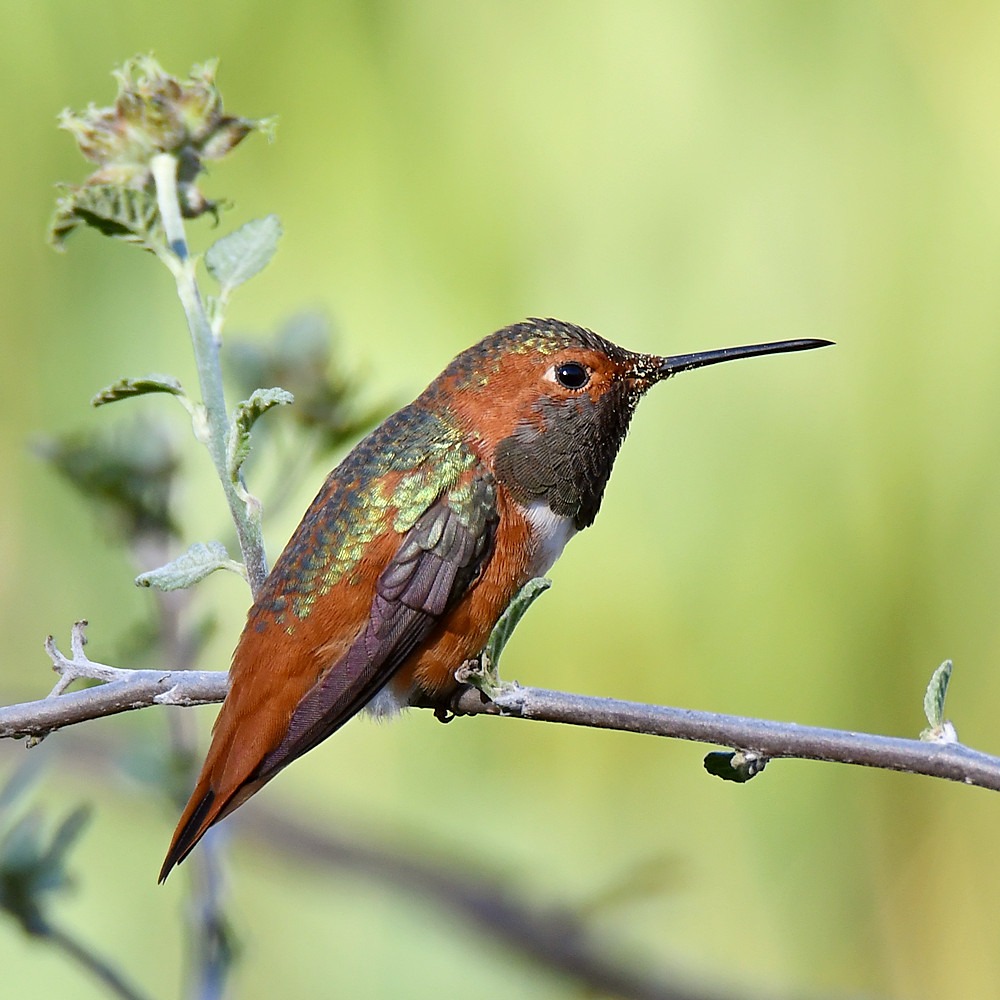 Hummer.jpg