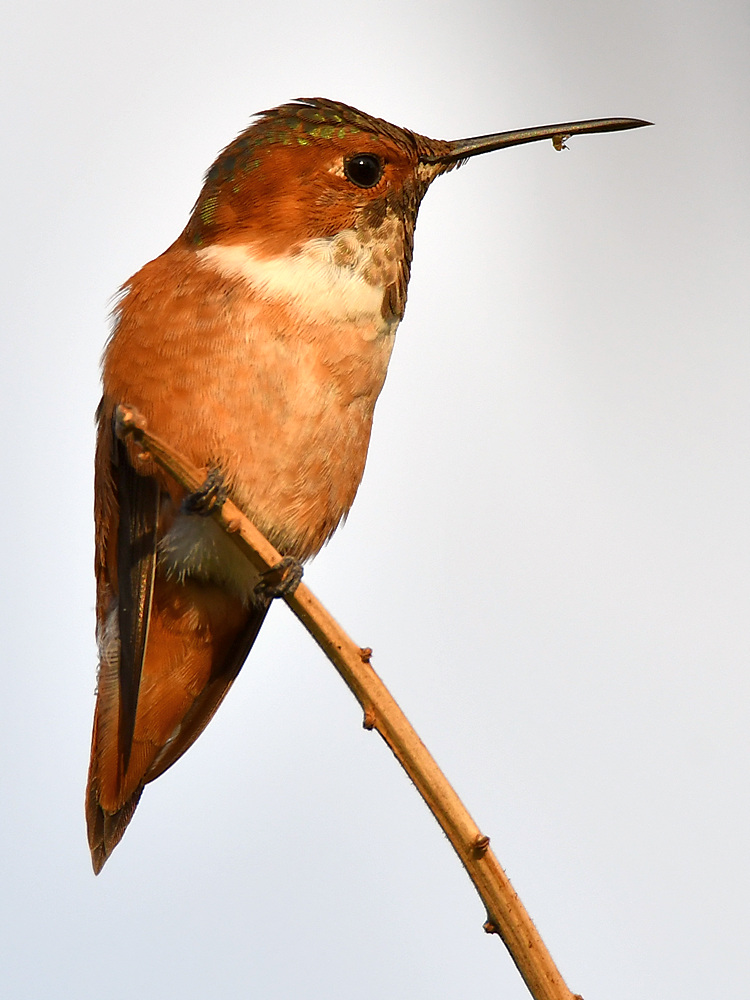 Hummer.jpg