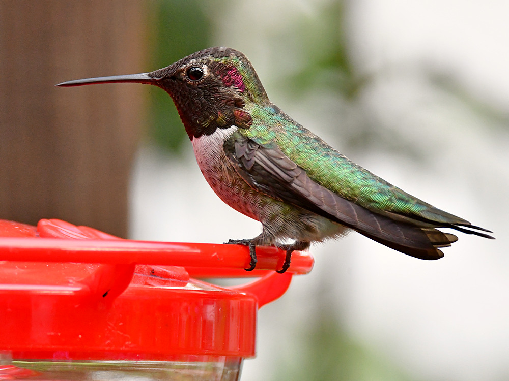 Hummer.jpg
