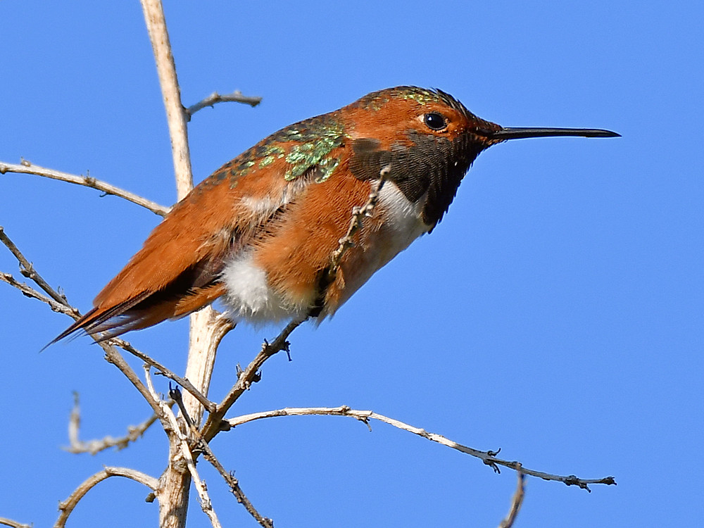 Hummer.jpg
