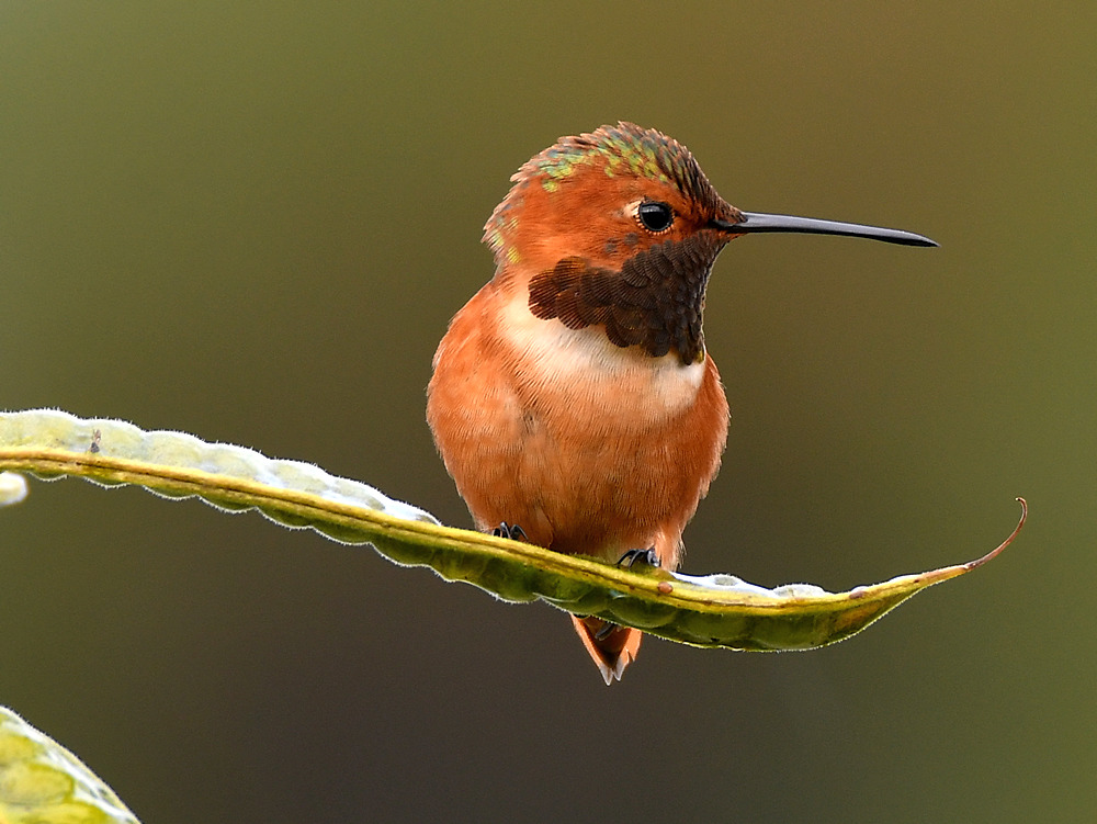 Hummer.jpg