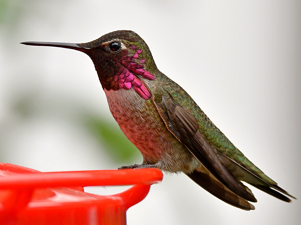 Hummer.jpg