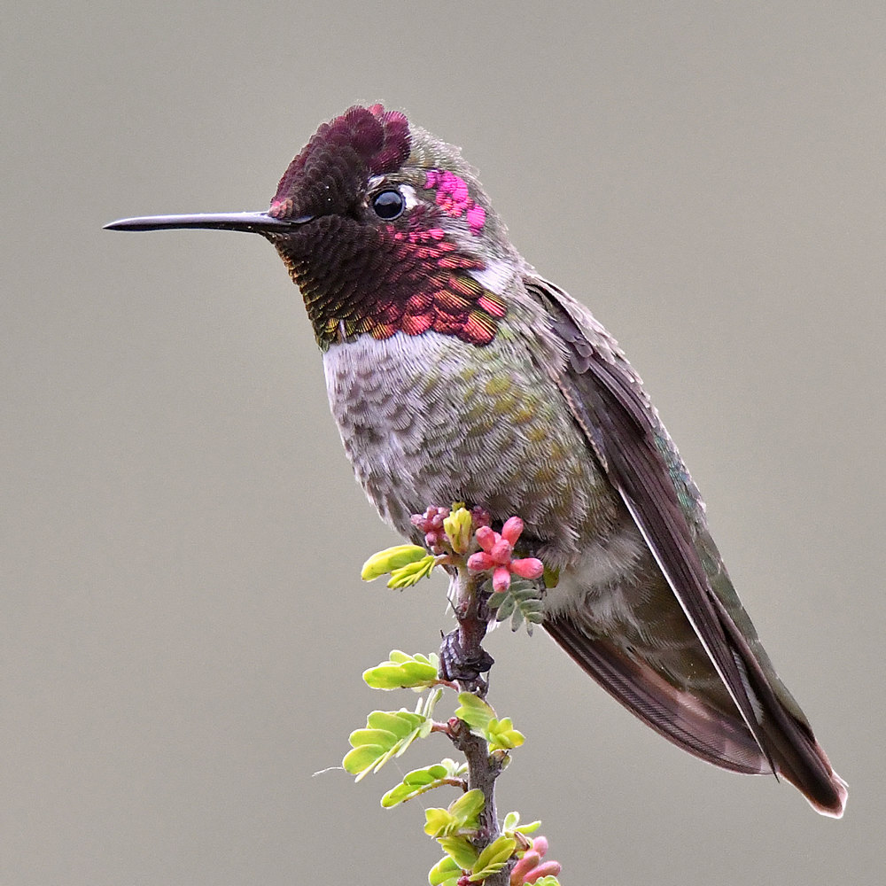 Hummer.jpg