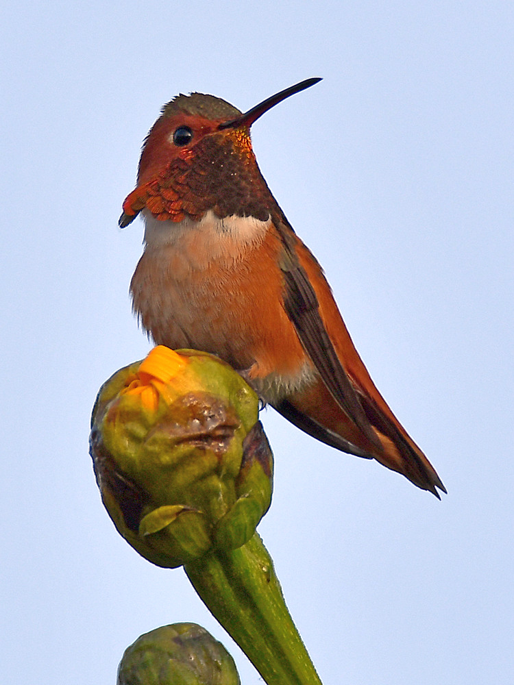 Hummer.jpg