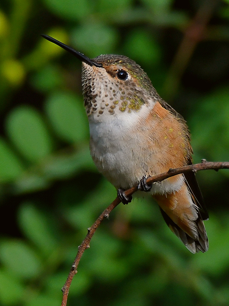 Hummer.jpg