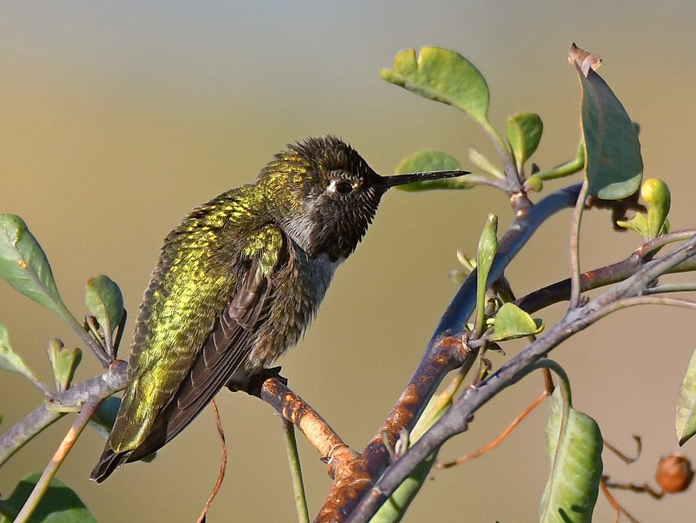 Hummer.jpg