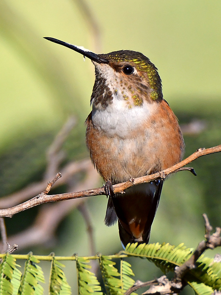 Hummer.jpg