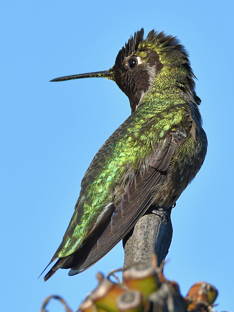 Hummer.jpg