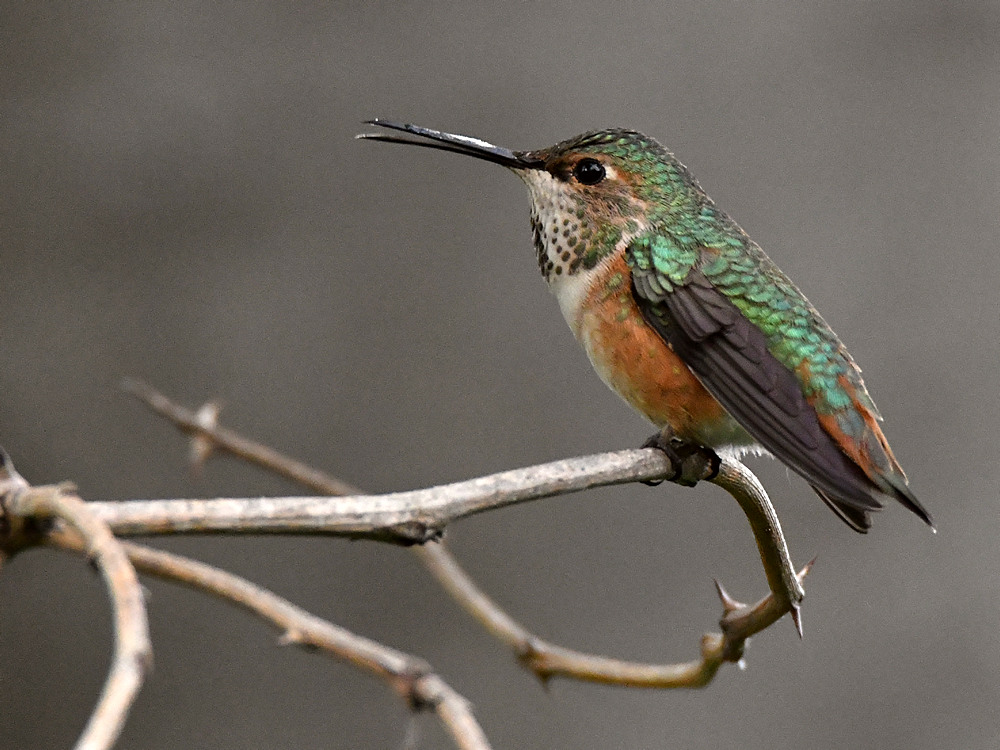 Hummer.jpg