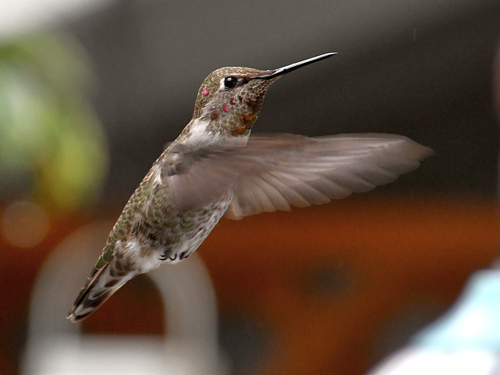 Hummer.jpg