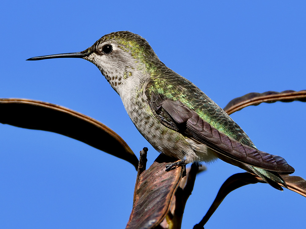 Hummer.jpg