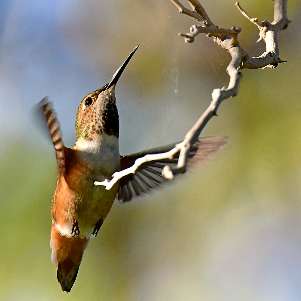 Hummer.jpg
