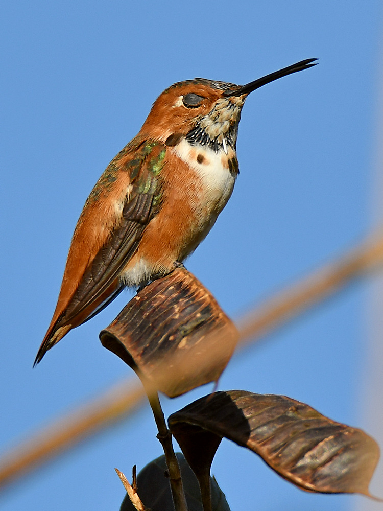 Hummer.jpg