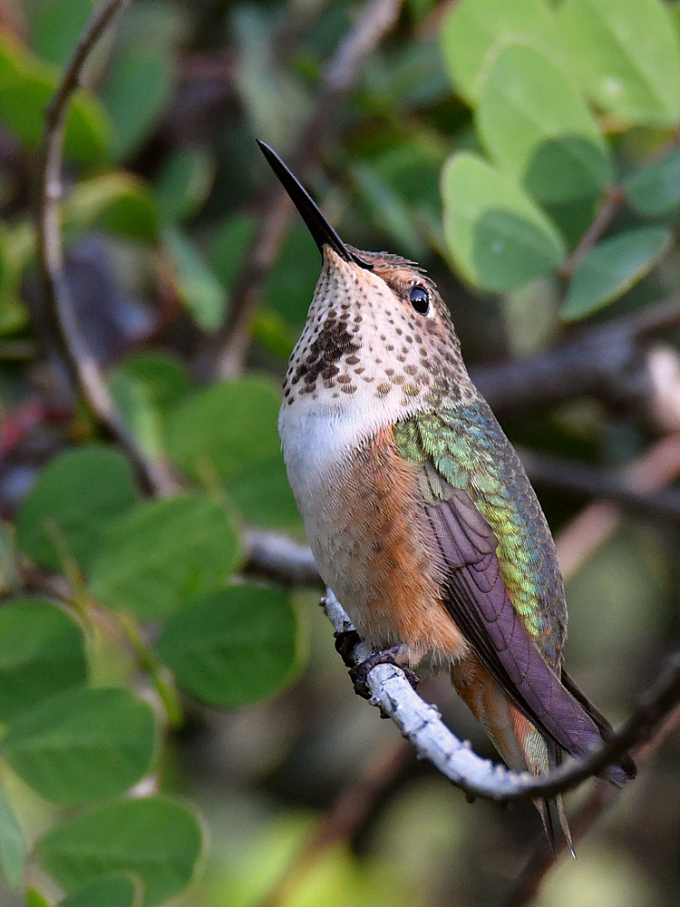 Hummer.jpg